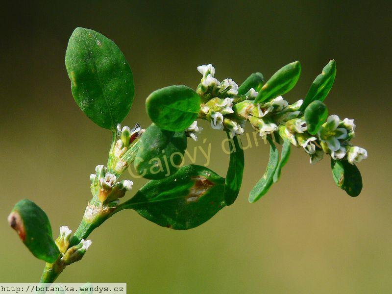 Truskavec nať řezaná